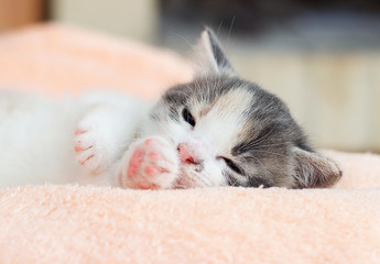 cute kitten comfortably lies and sleeps