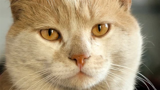 Close-up of a cat. Beautiful orange eyes. Slow motion