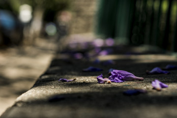 Jacaranda in fall