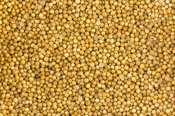 dried coriander seeds many peas background base substrate design cooking