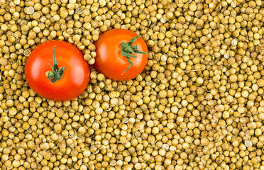 pair of large red ripe tomatoes on a background of dry coriander seeds with copy space base