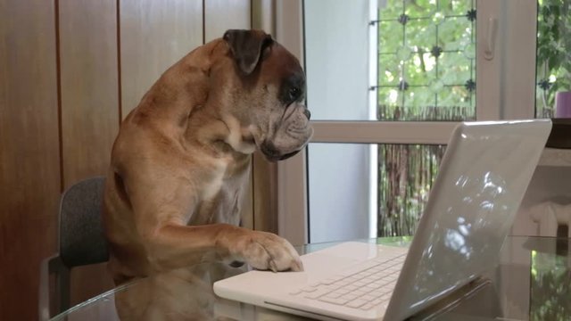 Boxer dog sitting at the chair and pressing keyboard on laptop.