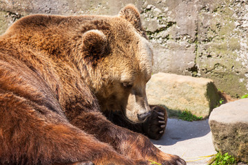 a big brown bear lies and basks in the sun
