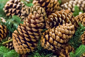 branch spruce green brown cone close-up, rustic pattern winter traditional decoration