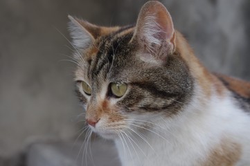 chat tigré européen