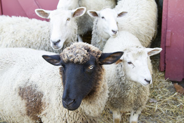 Clun Forest Sheep and other Traditional Flock Animals