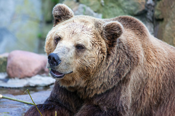 Obraz premium brown bear eats green twig, close-up