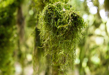 bewitching unusual moss long boxwood green exotic plant close-up on the blurry background sunny forest