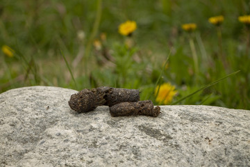 Excrement of animals on a stone, against the background of dandelions.