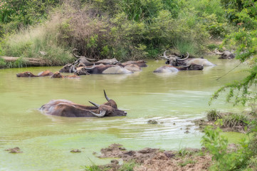 Fototapeta premium Water Buffalo.