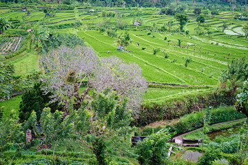 Fototapeta na wymiar Beautiful landscape with green rise fields view. Bali, Indonesia.