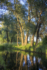 Fototapeta na wymiar A calm river in the woods, the sunset of a summer day