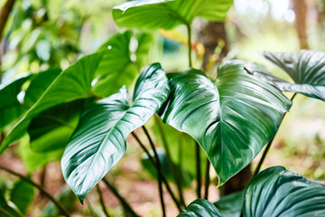 In the jungle. Close up of green tropical leaves.