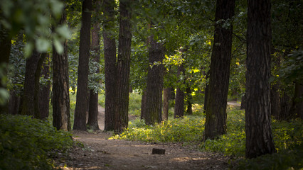 Fototapeta premium Foggy dark forest with a black shadows close up