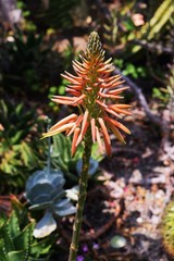 Aloe flowers