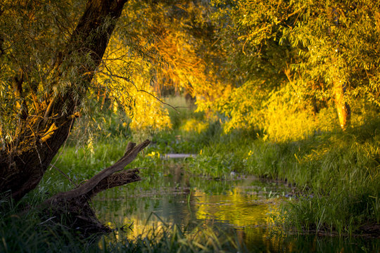 A calm river in the woods, the sunset of a summer day