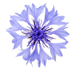 Blue cornflower isolated on white background macro