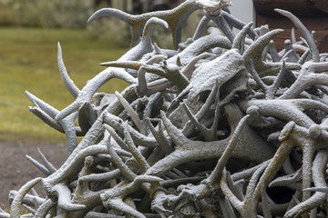 pile of elk antlers covered with light snow on Wyoming ranch