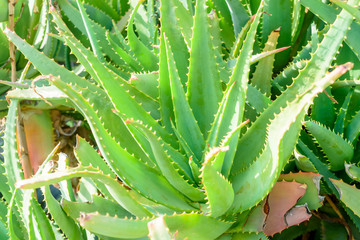 Aloe vera background