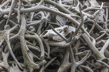 large pile of elk antlers with skull in Wyoming