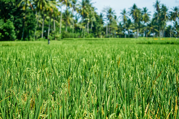 Close up of green rice grains and leaves growing on field.