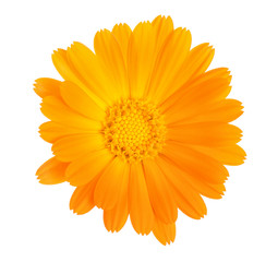 Calendula. Marigold flower isolated on white background