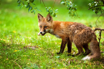 Fototapeta premium Fox with food in his mouth in the forest
