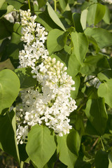 Close-up branch of white lilac in the garden with sunlight.