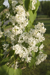 Close-up branch of white lilac in the garden with sunlight.