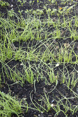 Young plants in a vegetable garden