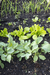 Young plants in a vegetable garden