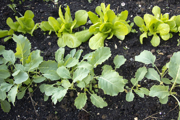 Young plants in a vegetable garden