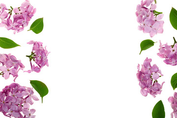 frame with lilac flowers and leaves isolated on white background with copy space for your text. Flat lay. Top view