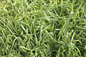 Heavy rain and hail cause a lot of damage in the vegetable garden