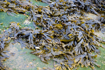 Seaweed washed up on the shoreline