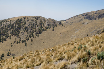 Fototapeta na wymiar Pine tree forest on the rocky slopes of mountain during dry season