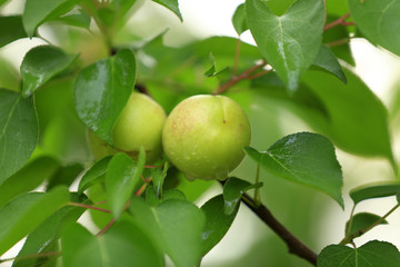 A growing apricot on a fruit tree