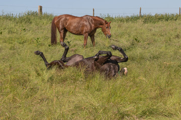Pferd wälzt sich im Gras