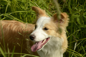 A young Border collie puppy runs across the green field with white flowers. 