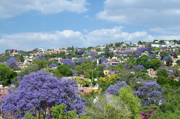 Blooming Jacaranda trees and residential neighborhood in San Miguel de Allende