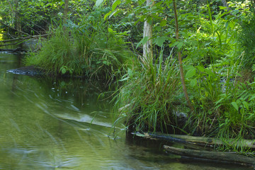 green forest water motion fluid creek stream nature summer landscape