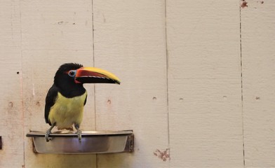 Obraz premium Bird