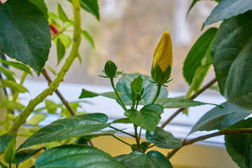 Double yellow flowers not yet in blossom