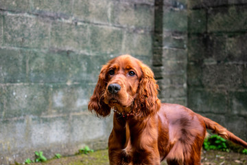Red Pup Grey Wall
