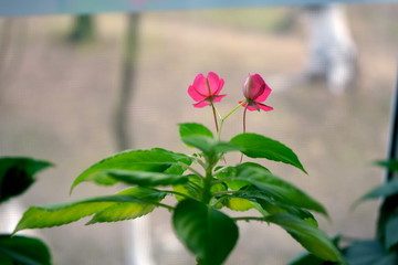 Double flower on the window 