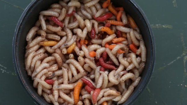 Colored Alive Fishing Worms In The Box, Close Up View
