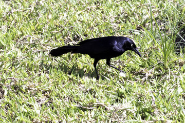Greater Antillean grackle (Quiscalus niger) - Varadero, Cuba