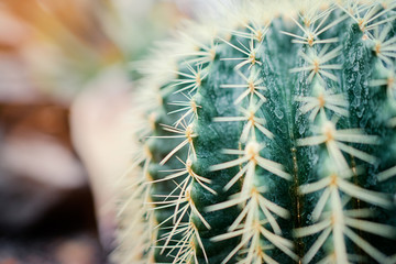 Close up of green cactus plant.