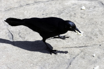 Greater Antillean grackle (Quiscalus niger) - Varadero, Cuba