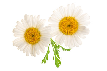 Fototapeta premium chamomile or daisies with leaves isolated on white background. Top view. Flat lay